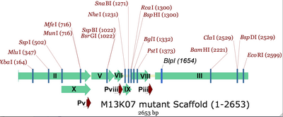 M13K07 scaffold for re-engineering