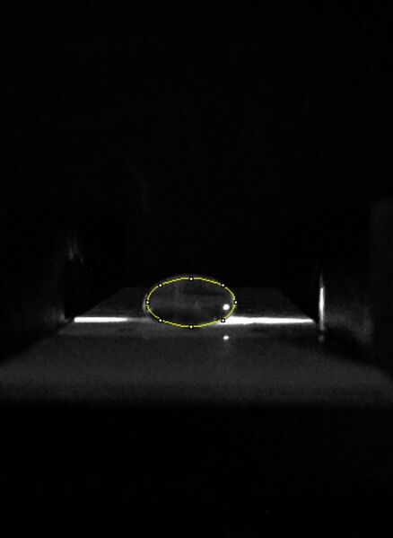 File:Neg control with circle.jpg