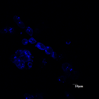 File:ExpresultSection3 5.jpg