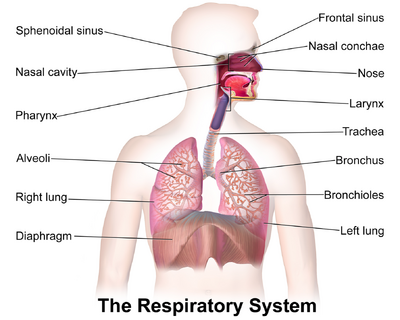Parts of the Respiratory System