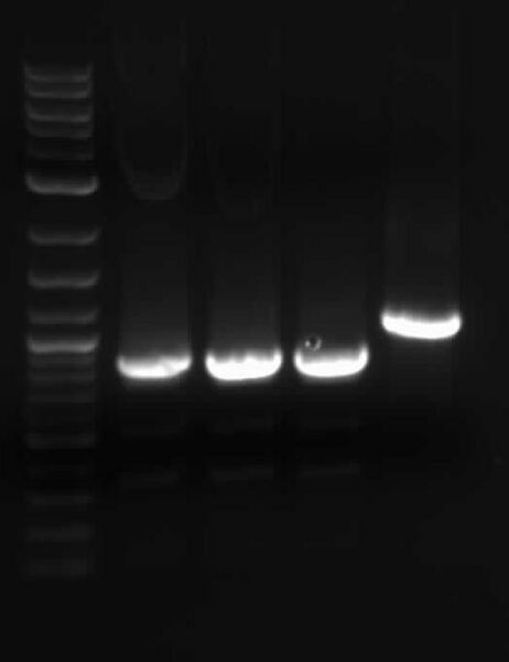 File:July14 2006 gel.jpg