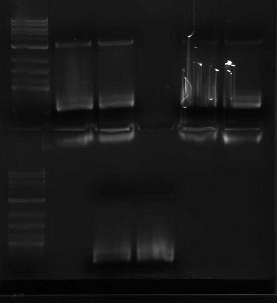 File:July18 2006 gel.jpg