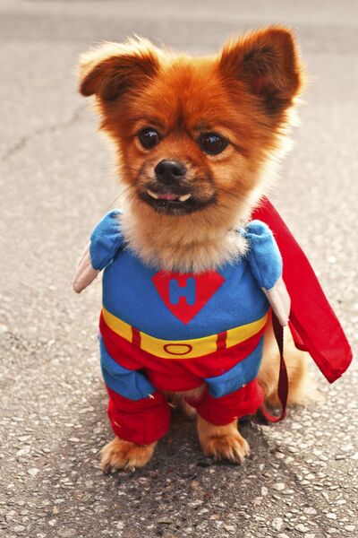 File:Patricksupermandogaww.jpg