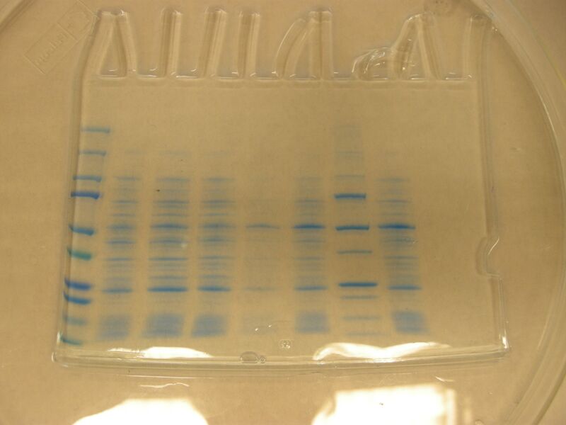 File:S09 M1D6 WF Purple.JPG