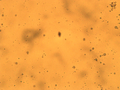 Thumbnail for version as of 15:30, 10 April 2013