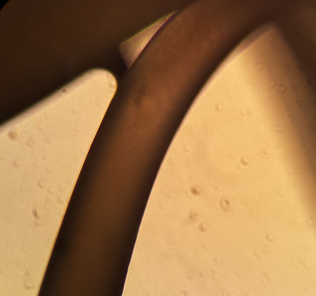 File:Bacteria original.jpg