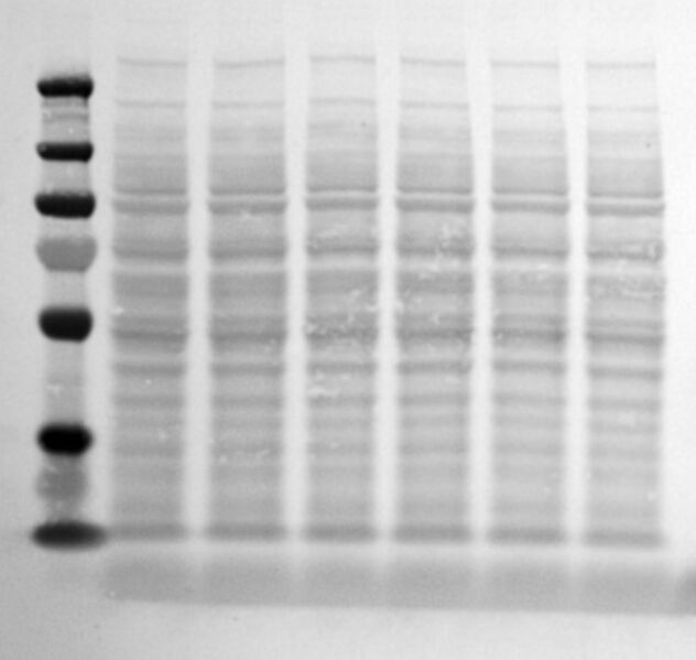 File:KAH081215 blot1.jpg