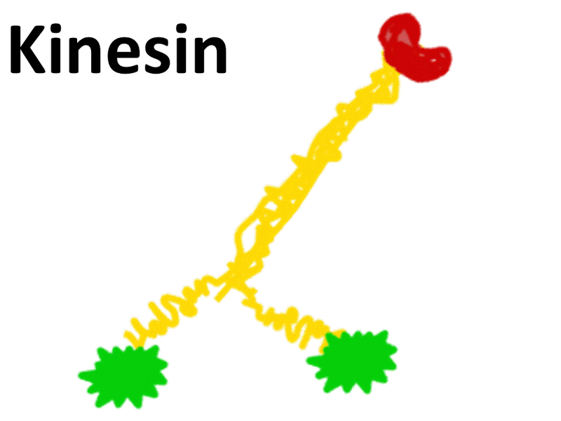 File:Kinesin100.gif