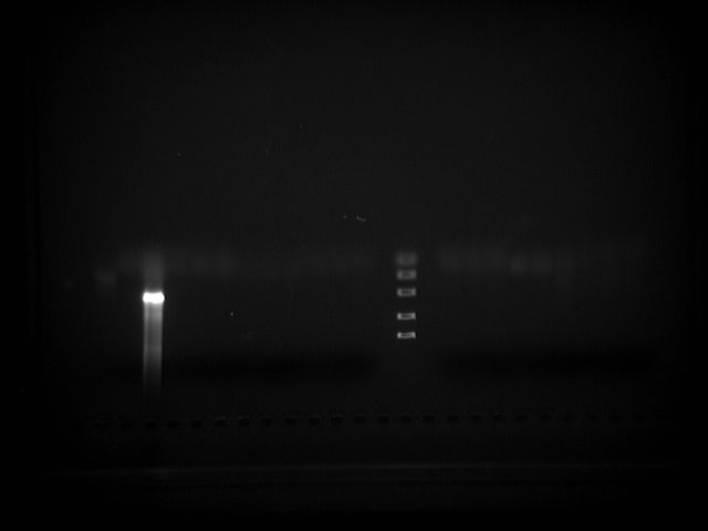 File:PCR6.TIF