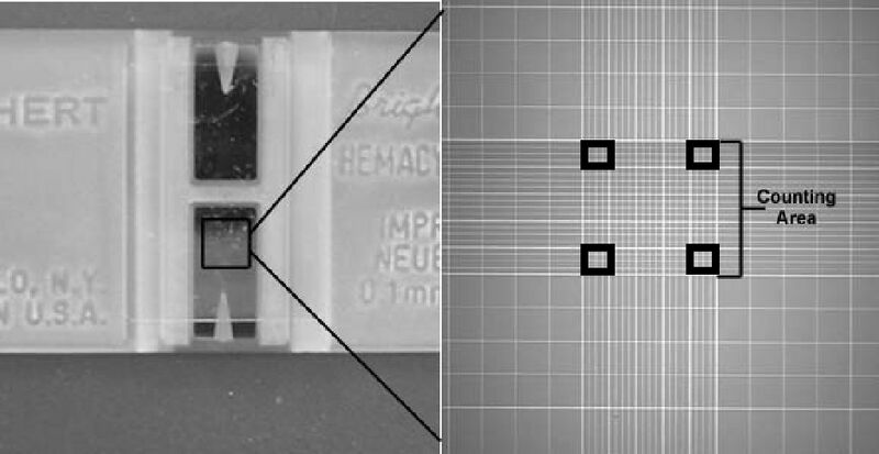 File:Be109hemocytometer.jpg