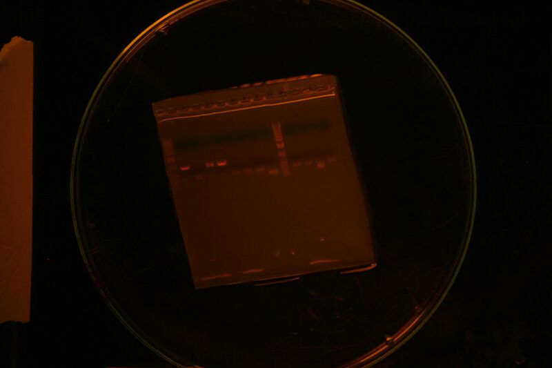 File:Colony PCR 2245+1091 Second try.JPG