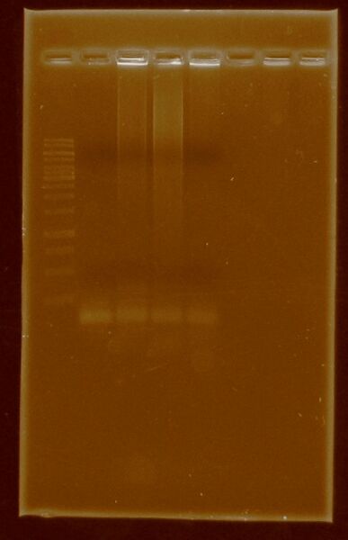 File:Creindhartii HydG HydEF PCR.jpg