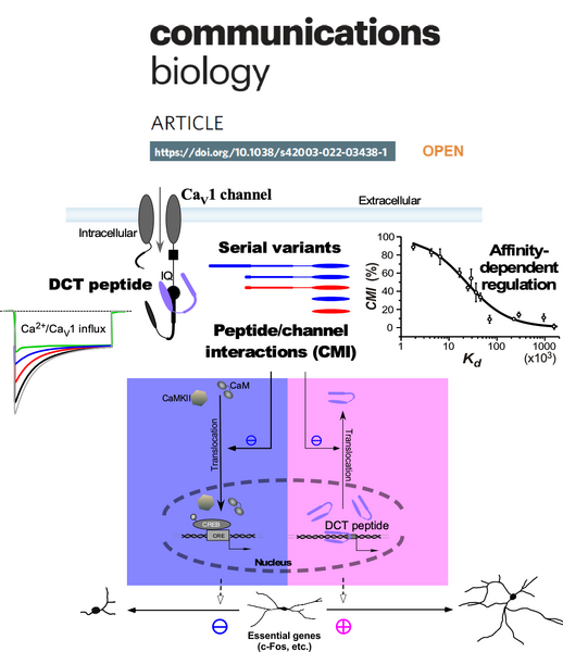 File:Reprework X2022 CaV1-neurito1.png