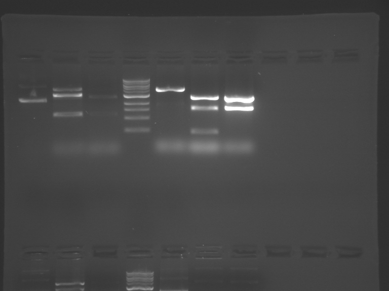 File:S09 M1D5 WF Yellow.BMP