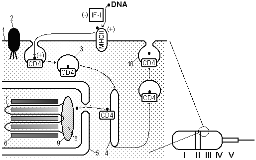 File:SP-model-1.bmp