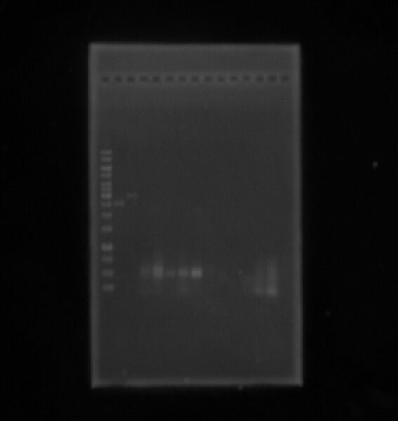 File:14sep 2SalI.JPG