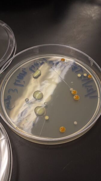 File:20150128 123957.jpg