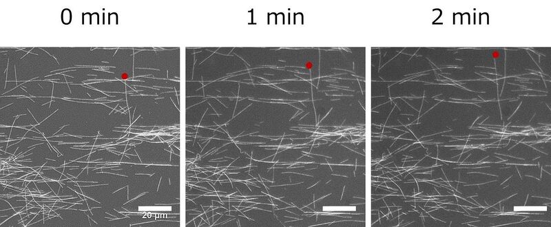 File:GFP microtubule.jpg