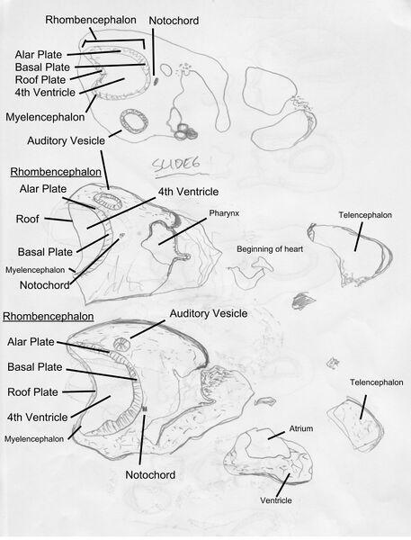 File:MH008 section from slide6 labeled.jpg