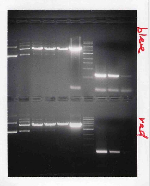 File:Macintosh HD-Users-nkuldell-Desktop-WFlabM1D3 BlueRed.jpg