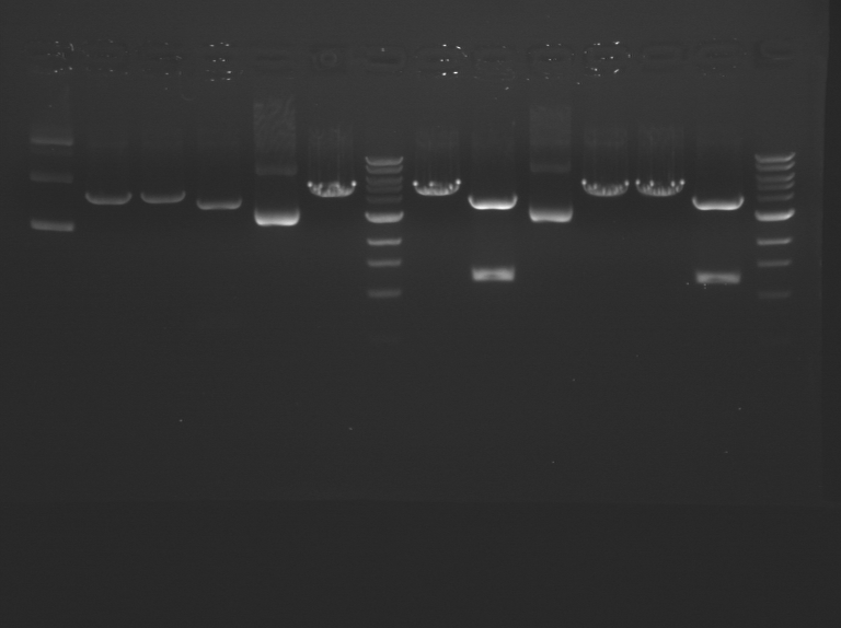 File:Orange M1D5 F13.jpeg