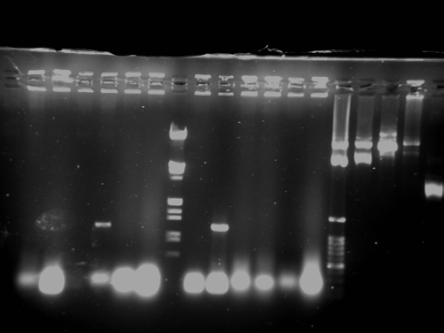 File:PKU-20080716-Clony PCR-AH109+pGREG503-lacI.tif