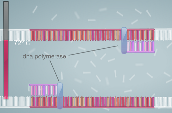 Binding of Polymerase to Primer