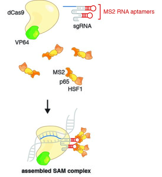 File:SAM complex for intro.jpg