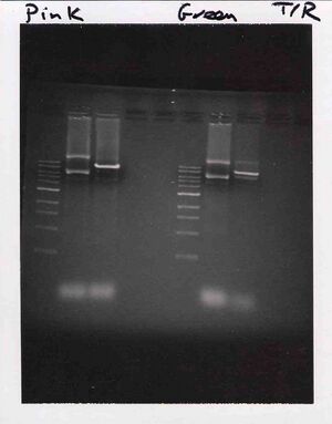 Gel for Pink and Green Groups, TR