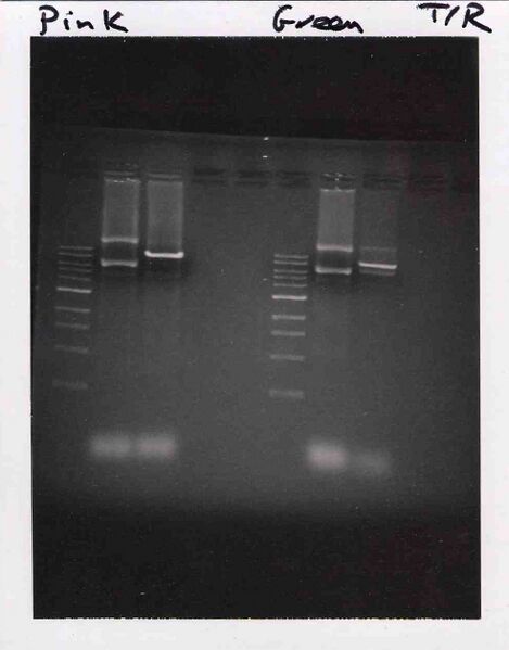 File:TR Pink Green M1D2.jpg