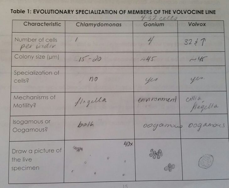 File:Volvocine Line.jpg