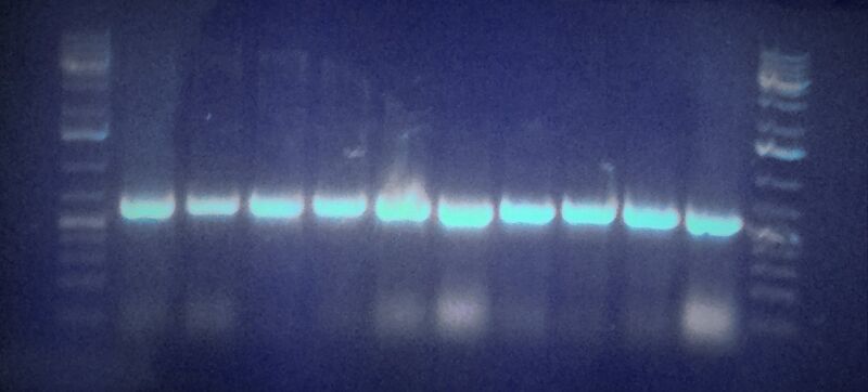 File:20131029 103655 (3).jpg