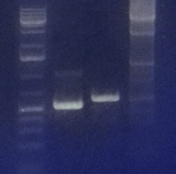 File:20131106 133930 (2).jpg