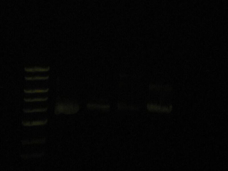 File:Capture 00044.JPG