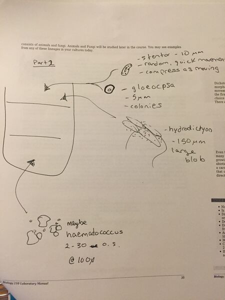 File:Hay infusion data dls.jpg
