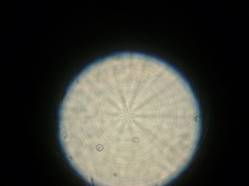 File:IC07 image120.jpg