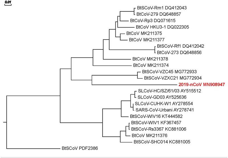 File:Maddahi F2.large.jpg