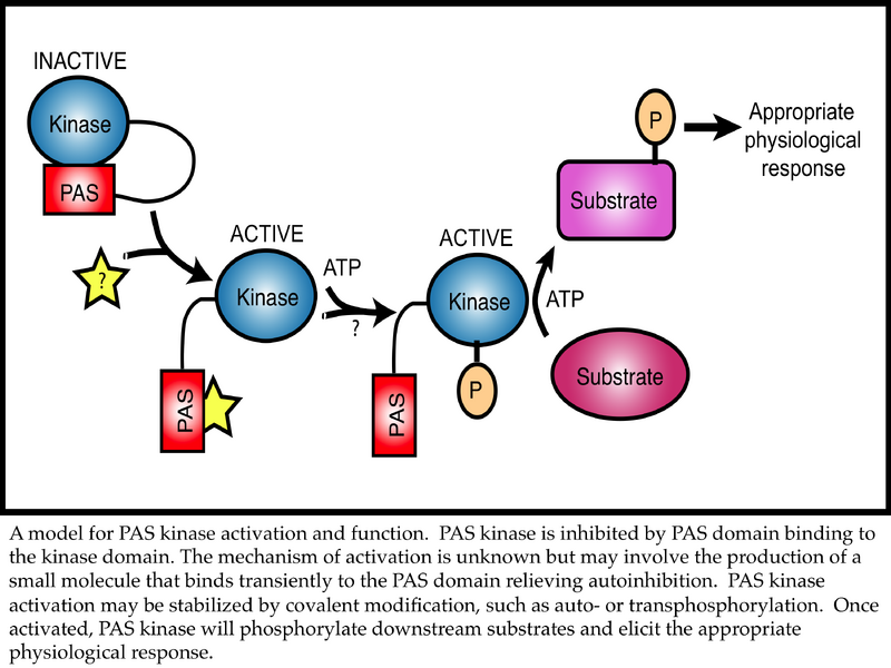 File:PASkinase.png