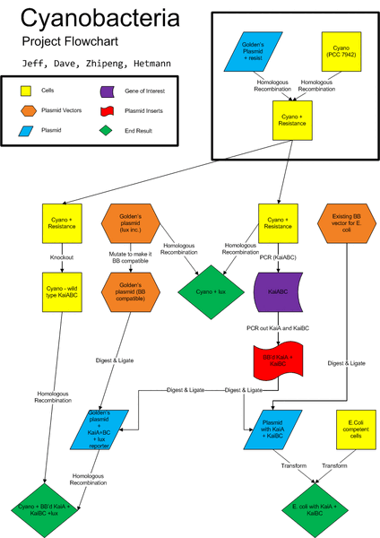 File:Cyanobacteria Flowchart.gif