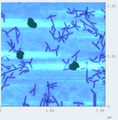 Figure 20: AFM image of NClaw. AFM images of NClaw showing good formation.