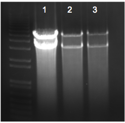 File:KAH 113009 gel2.tif