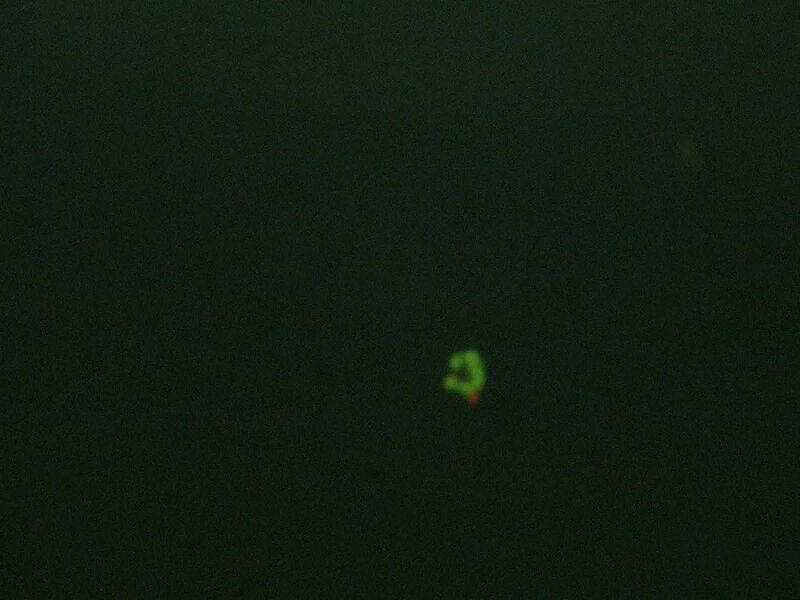 File:3D fluorescent (red green 10X).jpg