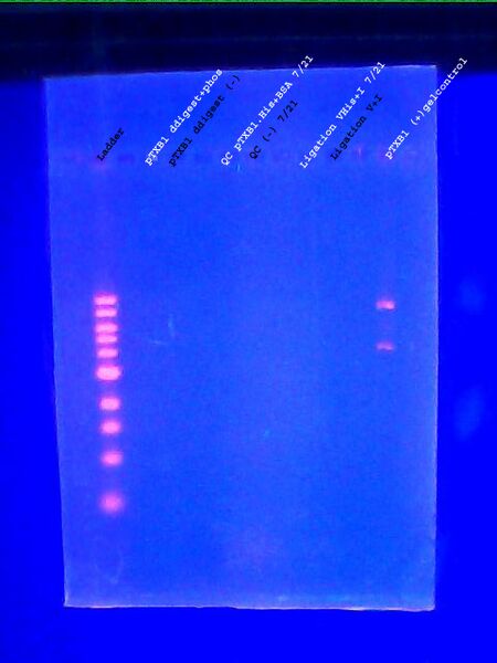 File:Analytical gel 07252011labeled.jpg