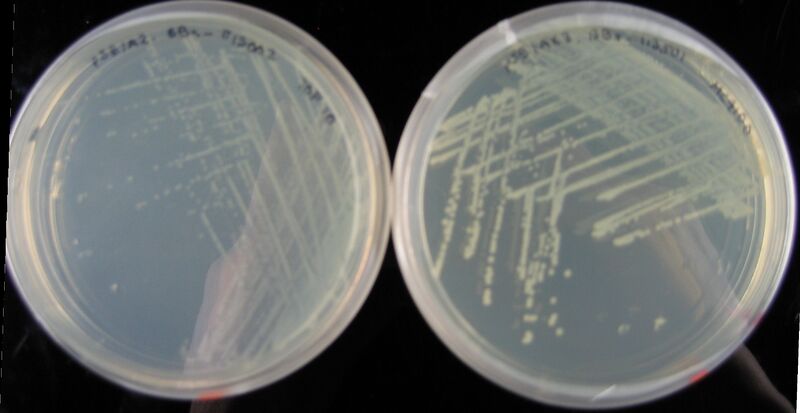 File:BBtutorialplates.JPG