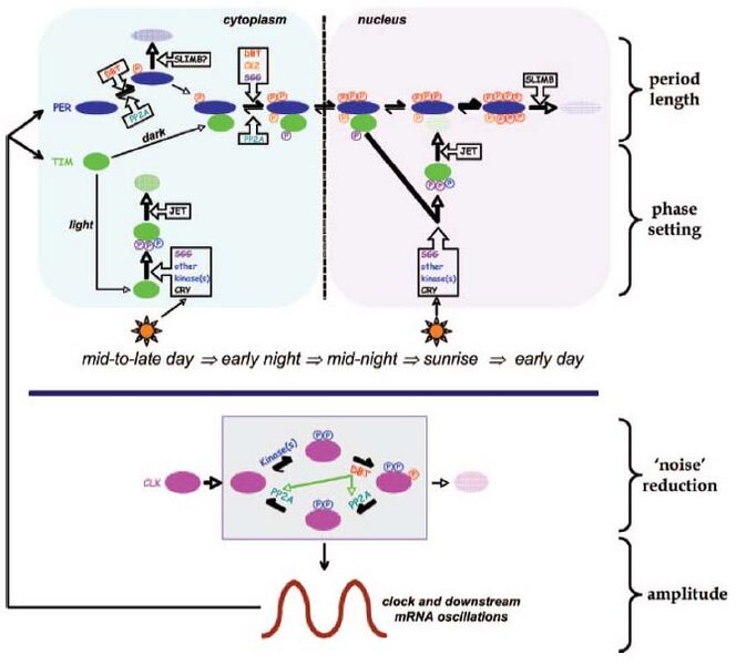 File:Bae2006Fig1.jpg