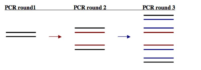 File:Be109PCRrounds.jpg