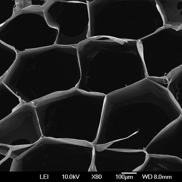 File:SpongCol 2.jpeg