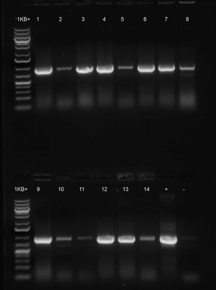 File:15.09.01colony PCR .jpg