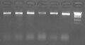 Thumbnail for version as of 08:39, 2 September 2007