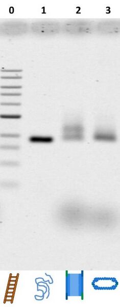 File:BM12 Nanosaurs ImageGel1 s.jpg